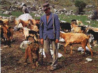 Herder