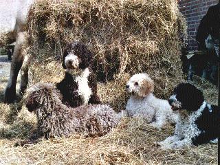 Perros in kuil