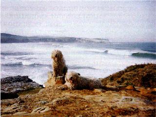 Perros in water